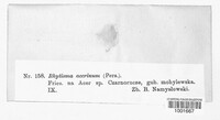 Rhytisma acerinum image